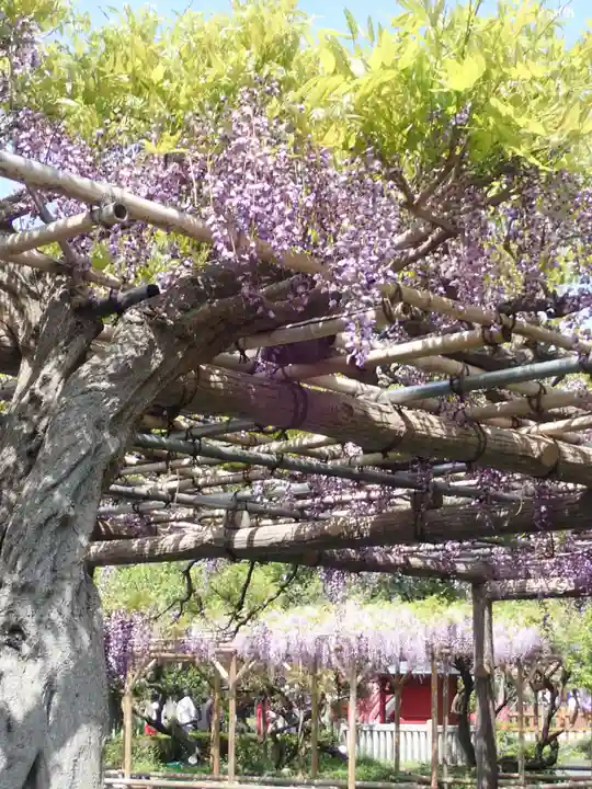 亀戸天神社(東京都)