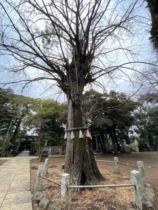 赤坂氷川神社の自然