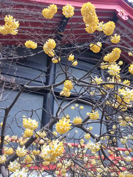 高幡不動尊 金剛寺の自然