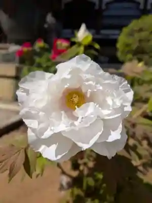 愛染院(東京都)