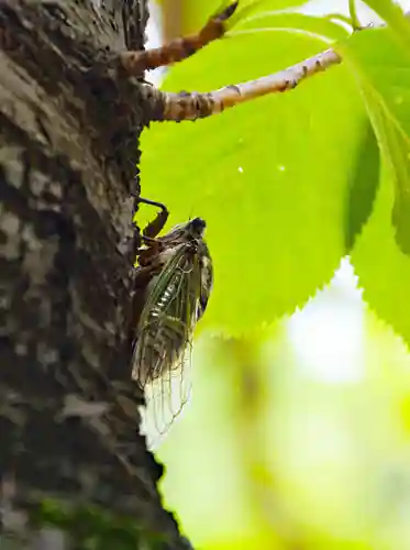 三津厳島神社(愛媛県)