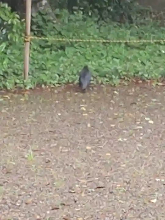 須賀神社の動物