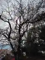 観音堂 (埼玉県)