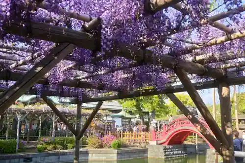 亀戸天神社の庭園