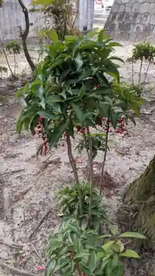 熊野神社（板山熊野神社）の自然