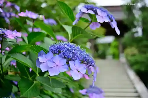 高幡不動尊　金剛寺の自然