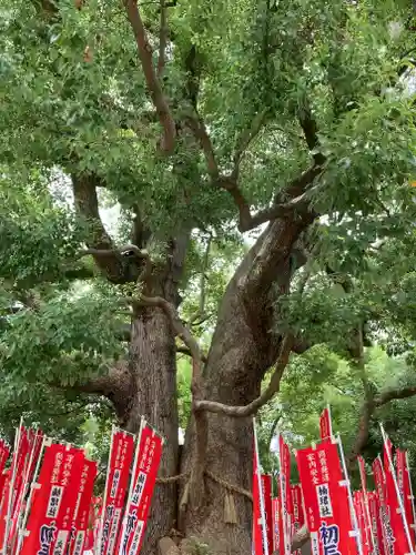 住吉大社の自然