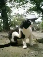 光明寺の動物