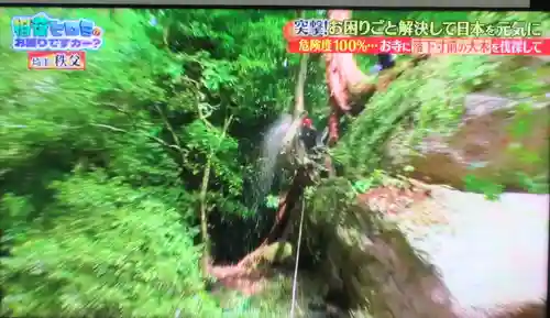 観音院(埼玉県)