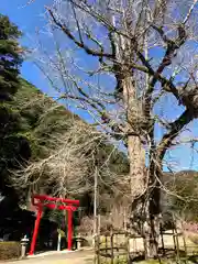 万江阿蘇神社の鳥居