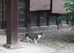 行願寺（革堂）の動物