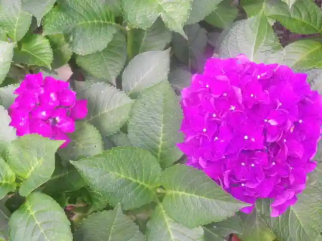 御霊神社の自然