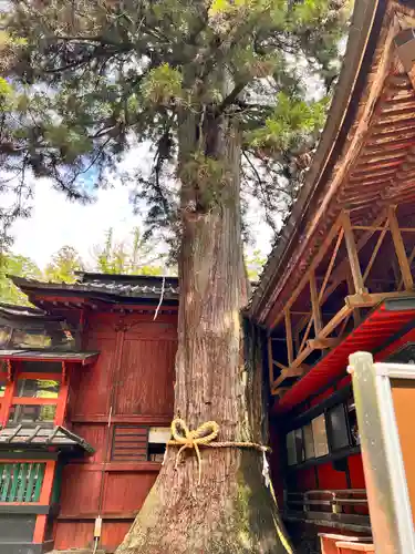 北口本宮冨士浅間神社の自然
