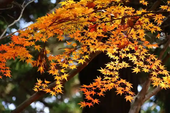鹿島大神宮の自然