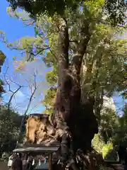 來宮神社(静岡県)