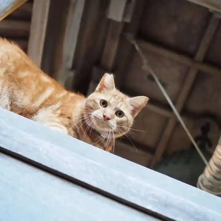 天王山 安楽寺(福井県)