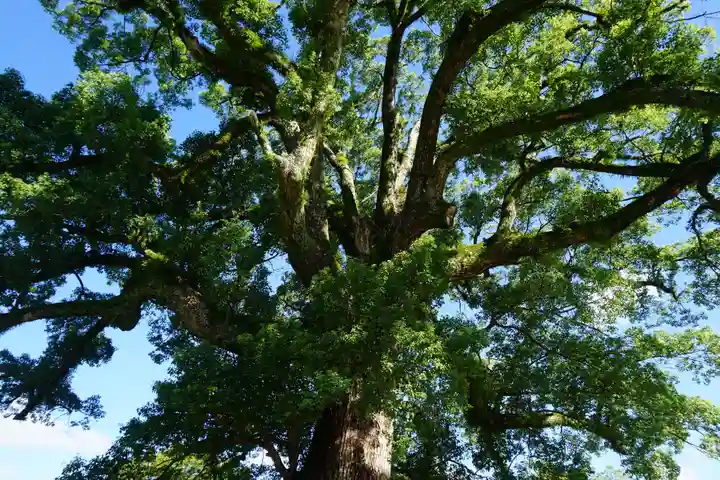 加藤神社の自然