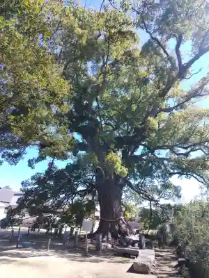 白鳥神社の{uncategorized: "未分類", other: "その他", undefined: "問題あり", building: "その他建物", grave: "お墓", sacred_gate: "鳥居", guardian: "狛犬", statue: "像", buddha: "仏像", history: "歴史", nature: "自然", garden: "庭園", animal: "動物", pagoda: "塔", temizu: "手水舎", mountain_gate: "山門・神門", sanctuary: "本殿・本堂", subordinate: "末社・摂社", art: "芸術", scenery: "景色", jizo: "地蔵", ema: "絵馬", goshuin: "御朱印", omikuji: "おみくじ", items: "授与品その他", amulet: "お守り", goshuincho: "御朱印帳", eats: "食事", festival: "お祭り", votive_dance: "神楽", shichigosan: "七五三参", wedding: "結婚式", experience: "体験その他", initially: "初詣", around: "周辺", anti_infection: "感染症対策"}