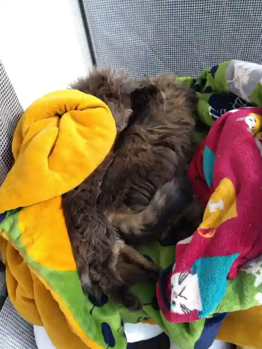 御誕生寺(猫寺)(福井県)