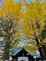 北海道神宮頓宮の自然