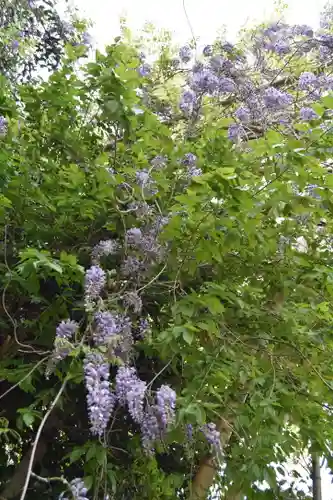 日吉大社の自然