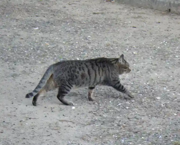 角宮神社の動物