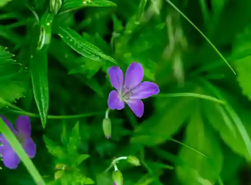 白山比咩神社　奥宮(石川県)