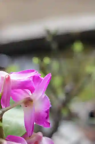 密藏院(埼玉県)