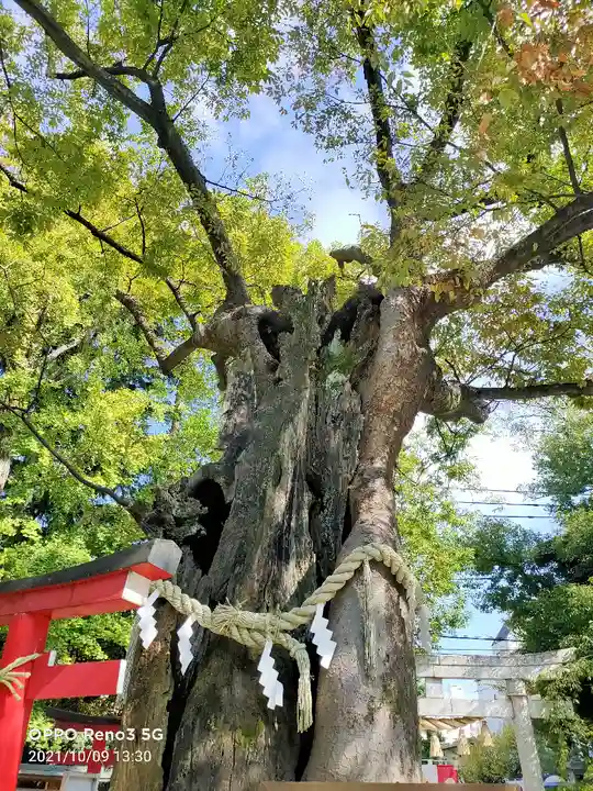 新田神社の自然