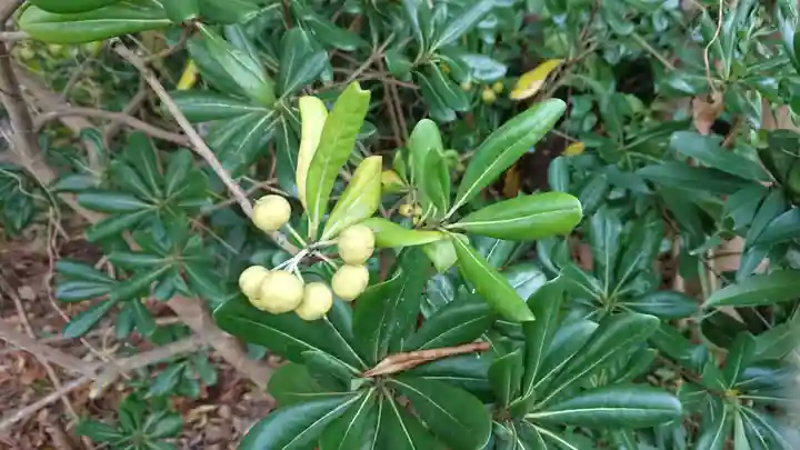 浄国寺(静岡県)