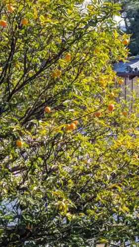 大覚寺(京都府)