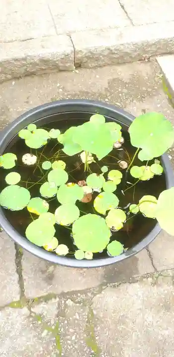 下総国三山 二宮神社の手水舎