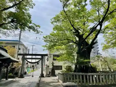 高城神社の{uncategorized: "未分類", other: "その他", undefined: "問題あり", building: "その他建物", grave: "お墓", sacred_gate: "鳥居", guardian: "狛犬", statue: "像", buddha: "仏像", history: "歴史", nature: "自然", garden: "庭園", animal: "動物", pagoda: "塔", temizu: "手水舎", mountain_gate: "山門・神門", sanctuary: "本殿・本堂", subordinate: "末社・摂社", art: "芸術", scenery: "景色", jizo: "地蔵", ema: "絵馬", goshuin: "御朱印", omikuji: "おみくじ", items: "授与品その他", amulet: "お守り", goshuincho: "御朱印帳", eats: "食事", festival: "お祭り", votive_dance: "神楽", shichigosan: "七五三参", wedding: "結婚式", experience: "体験その他", initially: "初詣", around: "周辺", anti_infection: "感染症対策"}