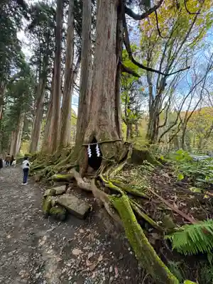 戸隠神社奥社(長野県)