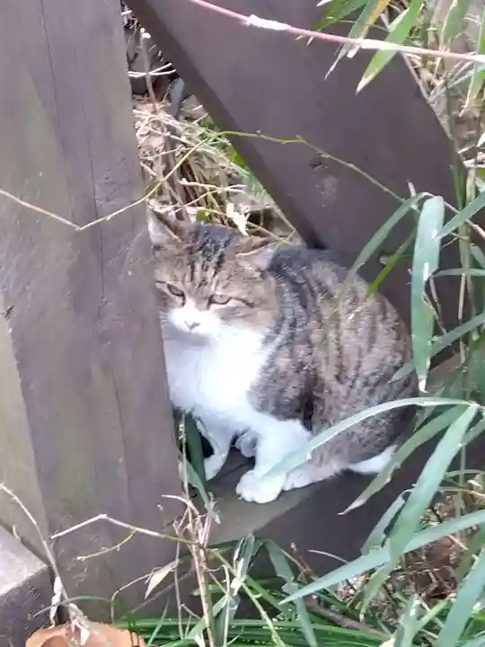聖神社(埼玉県)