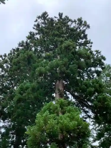 日本芸能神社の{uncategorized: "未分類", other: "その他", undefined: "問題あり", building: "その他建物", grave: "お墓", sacred_gate: "鳥居", guardian: "狛犬", statue: "像", buddha: "仏像", history: "歴史", nature: "自然", garden: "庭園", animal: "動物", pagoda: "塔", temizu: "手水舎", mountain_gate: "山門・神門", sanctuary: "本殿・本堂", subordinate: "末社・摂社", art: "芸術", scenery: "景色", jizo: "地蔵", ema: "絵馬", goshuin: "御朱印", omikuji: "おみくじ", items: "授与品その他", amulet: "お守り", goshuincho: "御朱印帳", eats: "食事", festival: "お祭り", votive_dance: "神楽", shichigosan: "七五三参", wedding: "結婚式", experience: "体験その他", initially: "初詣", around: "周辺", anti_infection: "感染症対策"}
