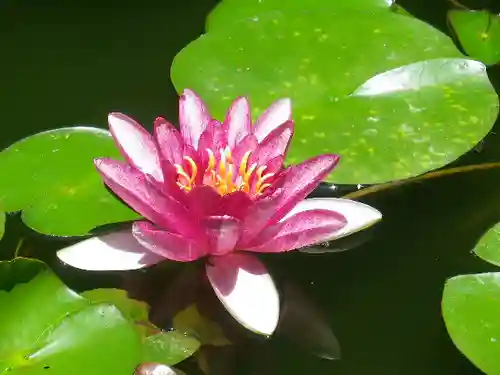 葛原岡神社の自然