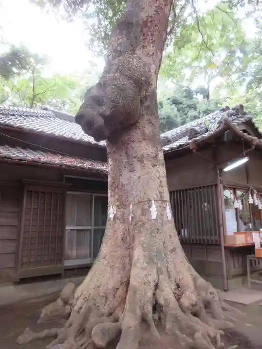 氷川女體神社の自然