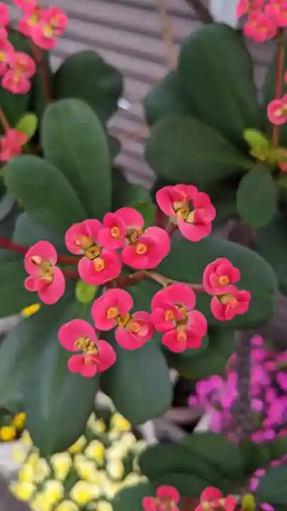 長福寺(愛知県)