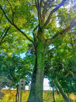 伊福部神社の自然