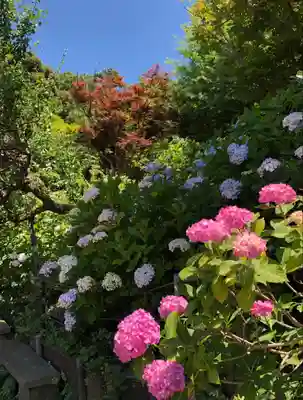 本土寺(千葉県)