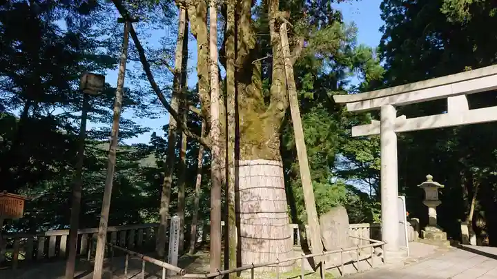 白山比咩神社の自然