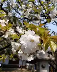 平野神社の自然