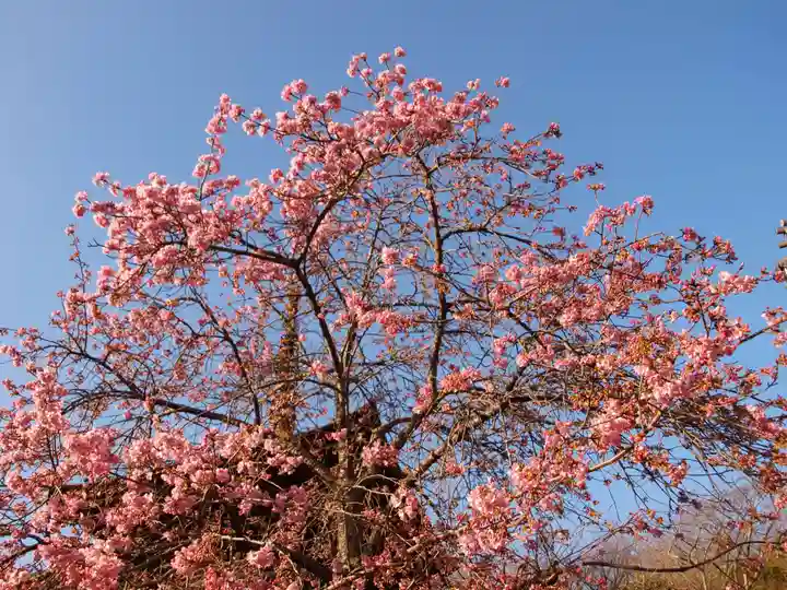 楽法寺(雨引観音)の自然