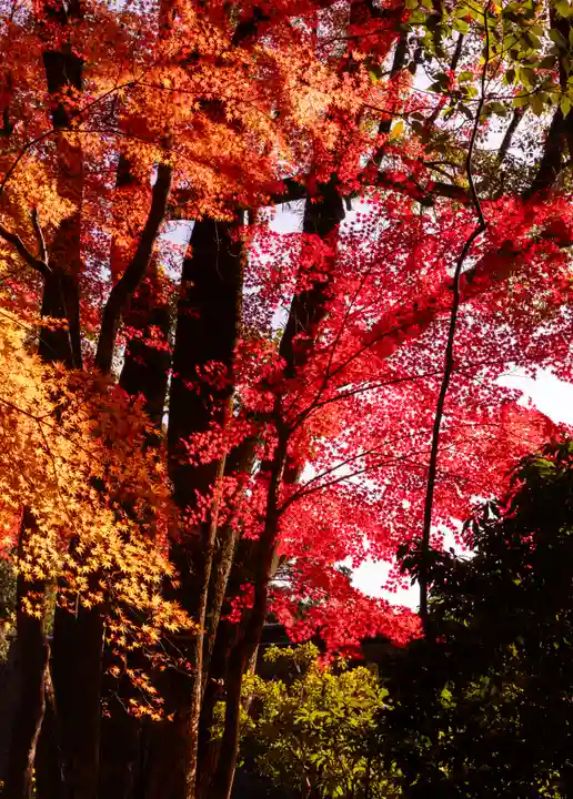 賀茂別雷神社(上賀茂神社)(京都府)