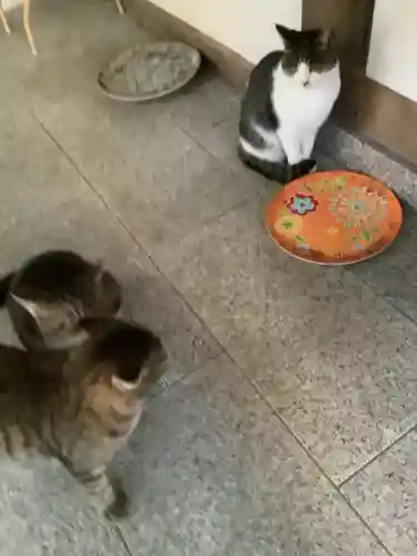玉野御嶽神社の動物
