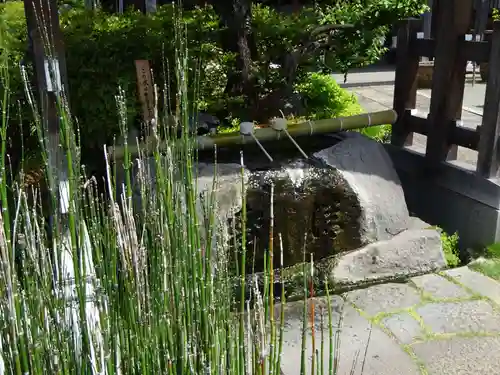 妙蓮寺の手水舎