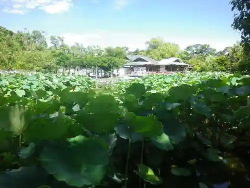 鶴岡八幡宮の庭園