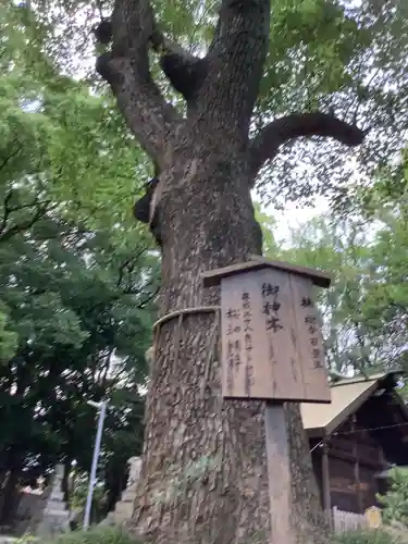 神明社（桜神明社）の自然