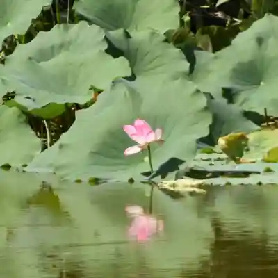 鏡石鹿嶋神社 ＊安産・開運・勝利の神さま＊(福島県)